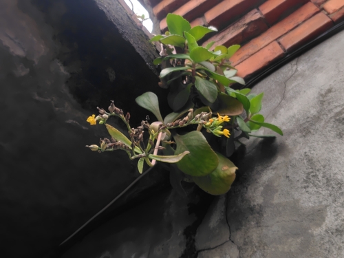 Neverdie (Kalanchoe integra)