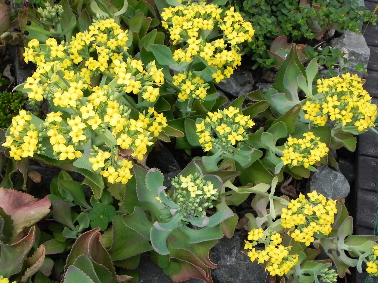 Neverdie: Plante cultivée en Nouvelle-Calédonie : fleurs de Kalanchoe spathulata