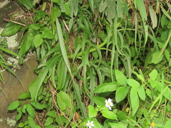 Neverdie (Kalanchoe integra)