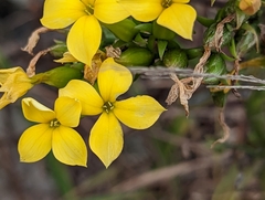 Neverdie (Kalanchoe integra)