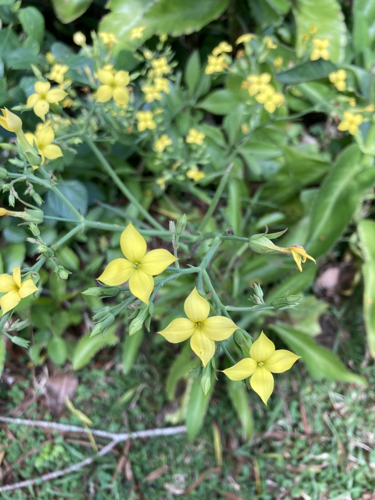 Neverdie (Kalanchoe integra)