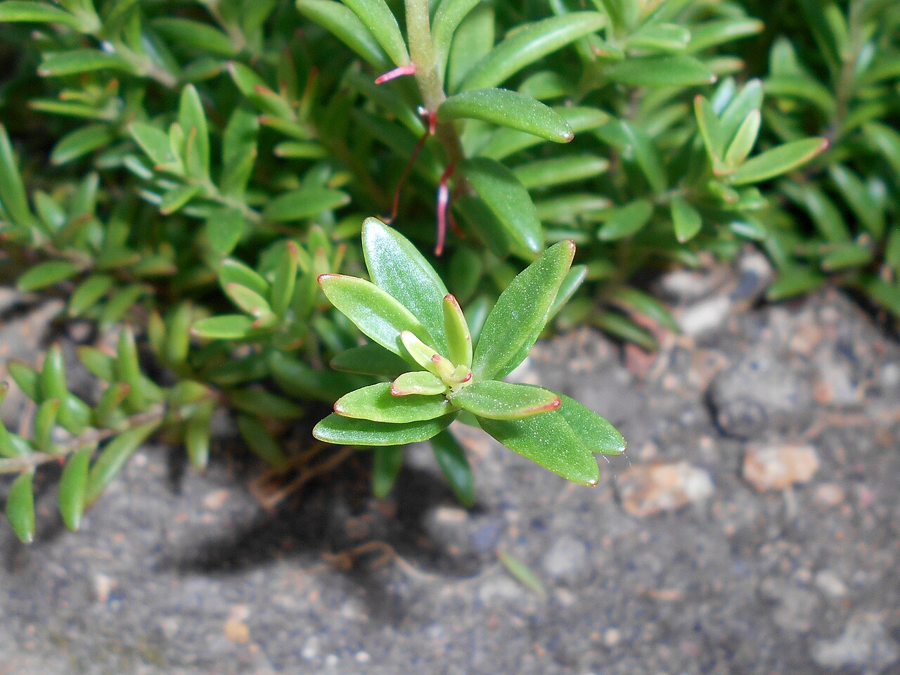 Kalanchoe jongmansii: Kalanchoe jongmansii var. jongmansii , Botanischer Garten Berlin.