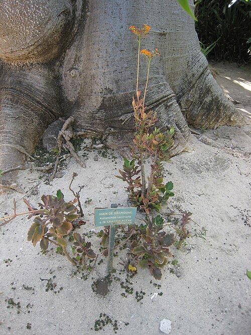 Christmastree plant: Kalanchoe laciniata au Jardin d'Éden de Saint-Paul , sur l'île de La Réunion .