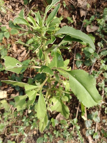 Christmastree plant (Kalanchoe laciniata)