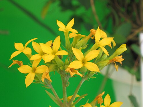 Christmastree plant: 伽藍菜 Kalanchoe laciniata [香港花展 Hong Kong Flower Show]