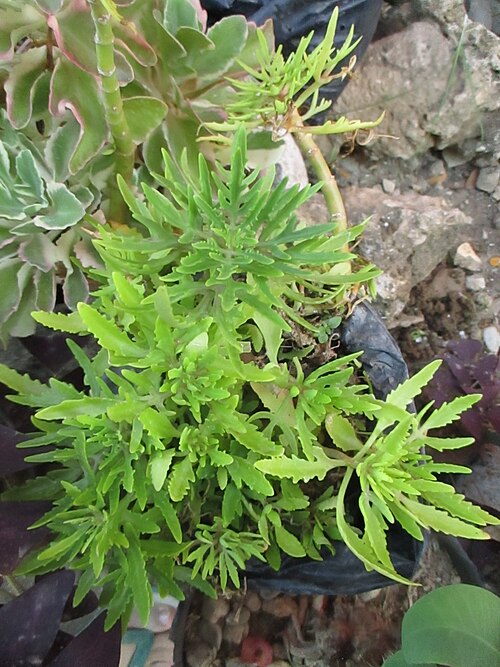 Christmastree plant: Christmas tree plant (Kalanchoe laciniata) cultivated as an ornamental in Maligano village, west coast of Buton Island, Southeast Sulawesi, Indonesia