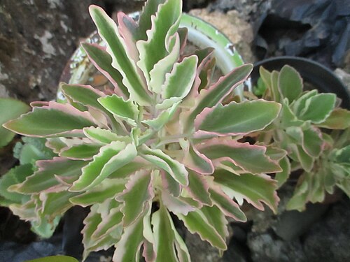 Christmastree plant: Variegated variety of the Christmas tree plant (Kalanchoe laciniata) cultivated as an ornamental in Maligano village, west coast of Buton Island, Southeast Sula