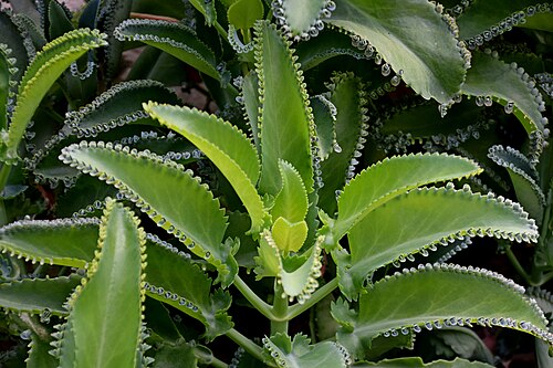 Kalanchoe laetivirens: Bryophyllum laetivirens in Tropengewächshäuser des Botanischen Gartens