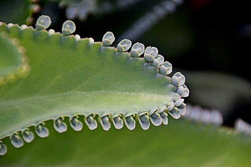Kalanchoe laetivirens: Bryophyllum laetivirens in Tropengewächshäuser des Botanischen Gartens