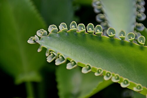 Kalanchoe laetivirens: Bryophyllum laetivirens in Tropengewächshäuser des Botanischen Gartens