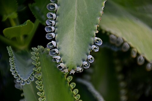 Kalanchoe laetivirens: Bryophyllum laetivirens in Tropengewächshäuser des Botanischen Gartens