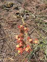 Kalanchoe lateritia (Kalanchoe lateritia)
