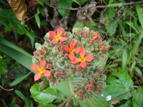 Kalanchoe lateritia (Kalanchoe lateritia)