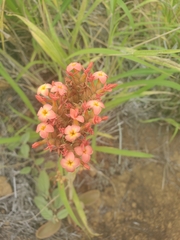 Kalanchoe lateritia (Kalanchoe lateritia)