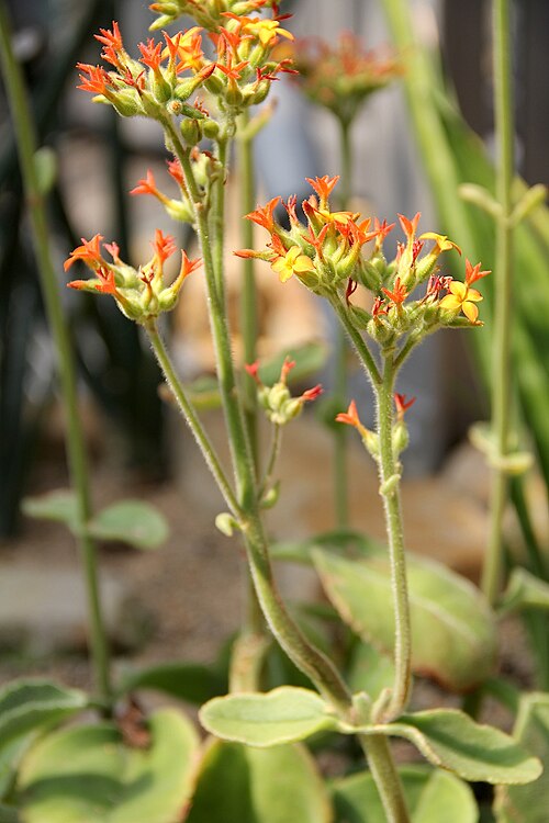Kalanchoe lateritia: Kalanchoe lateritia