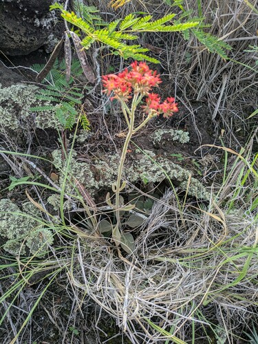 Kalanchoe lateritia (Kalanchoe lateritia)