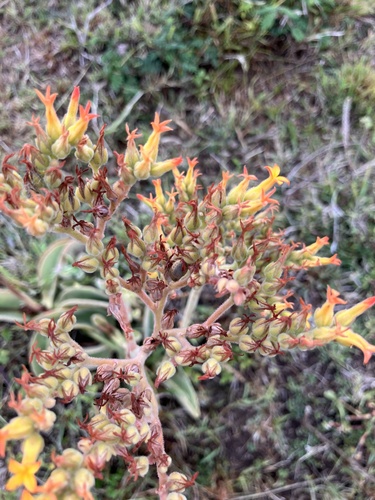 Kalanchoe lateritia (Kalanchoe lateritia)