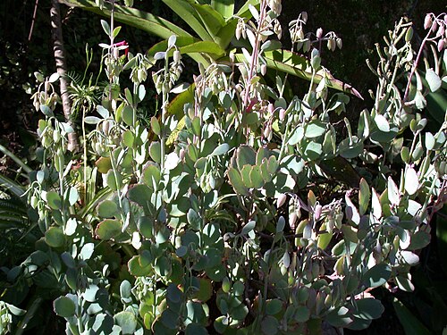Milky widow's thrill: Kalanchoe laxiflora few days before the start of flowering to Antananarivo - Madagascar