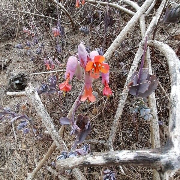 Milky widow's thrill (Kalanchoe laxiflora)