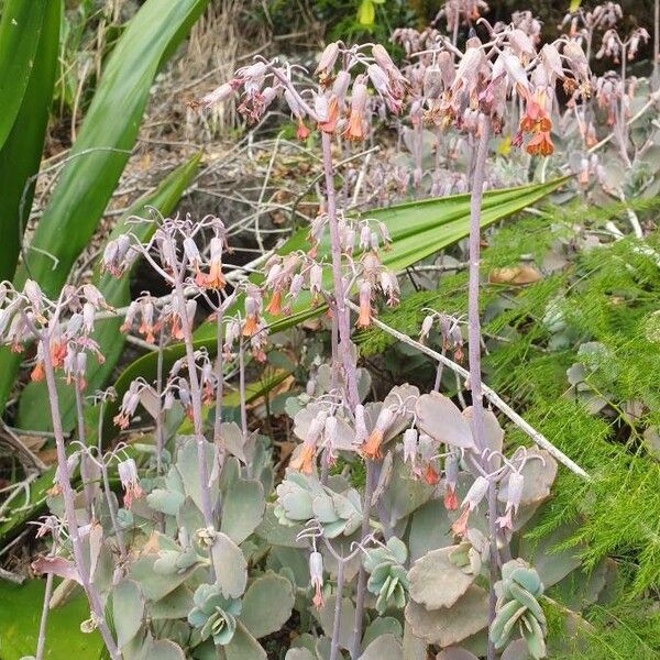 Milky widow's thrill (Kalanchoe laxiflora)