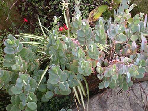 Milky widow's thrill: Kalanchoe laxiflora with red flowers of Ipomoea quamoclit at Antananarivo - Madagascar