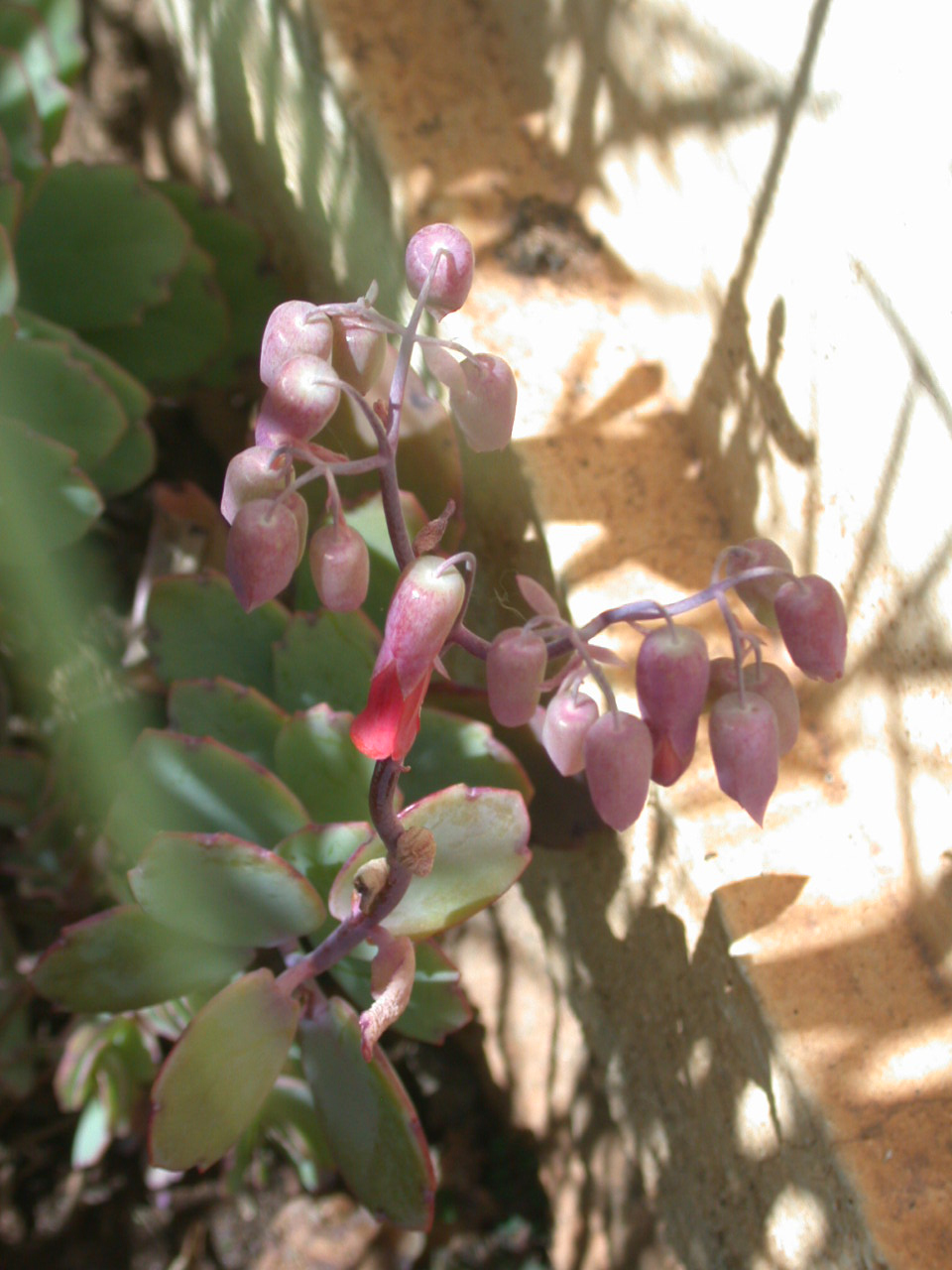 Milky widow's thrill: one Kalanchoe laxiflora flower at Antananarivo - Madagascar