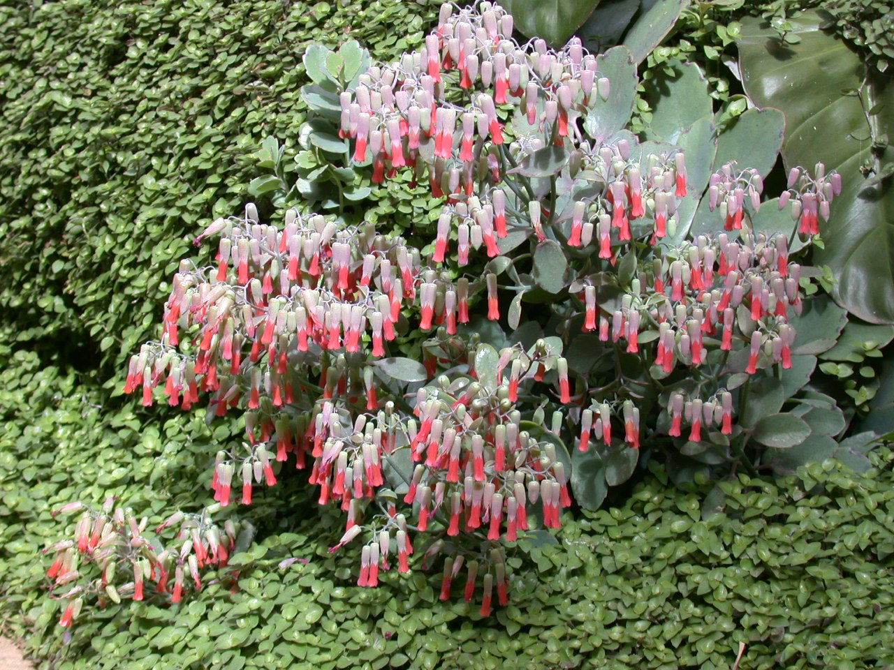 Milky widow's thrill: Kalanchoe laxiflora in flower