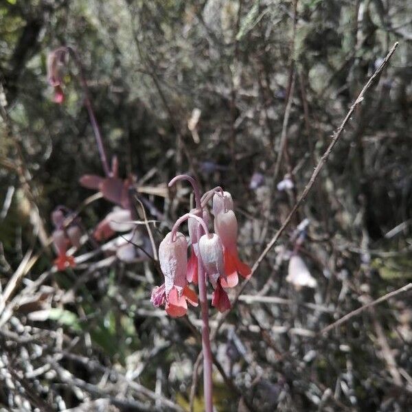 Milky widow's thrill (Kalanchoe laxiflora)