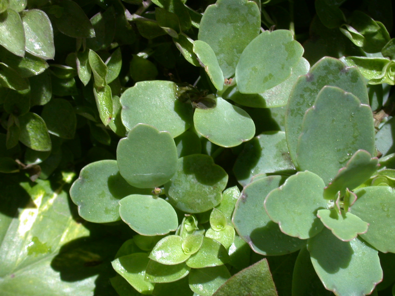 Milky widow's thrill: Kalanchoe laxiflora at Antananarivo - Madagascar