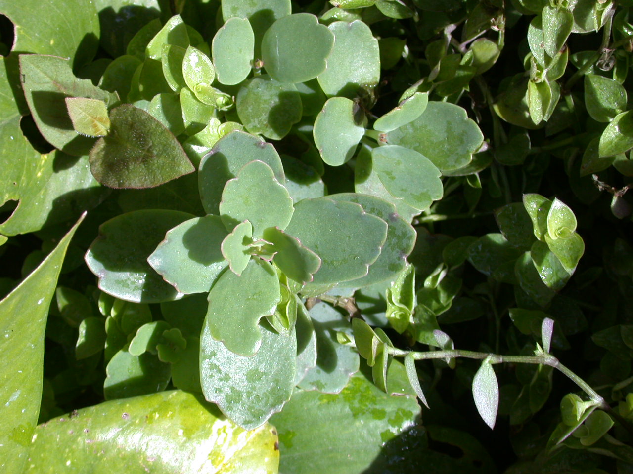 Milky widow's thrill: Kalanchoe laxiflora leaves at Antananarivo - Madagascar