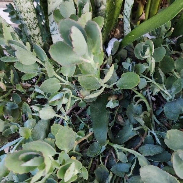 Milky widow's thrill (Kalanchoe laxiflora)
