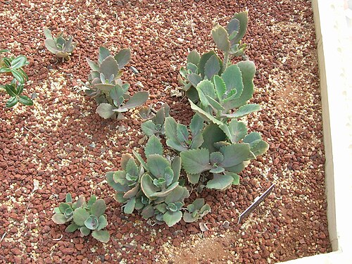 Kalanchoe longiflora: Crassulaceae Kalanchoe longiflora var. coccinea Madagascar G890285 i040707 096
