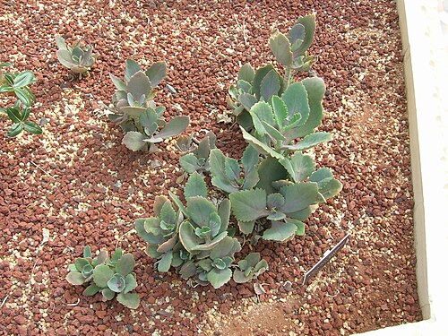Kalanchoe longiflora: Crassulaceae Kalanchoe longiflora var. coccinea Madagascar G890285 i040707 096