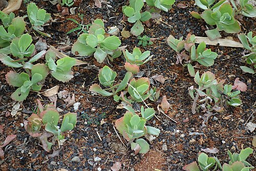 Kalanchoe longiflora: Huntington Botanical Gardens - San Marino, California, USA.