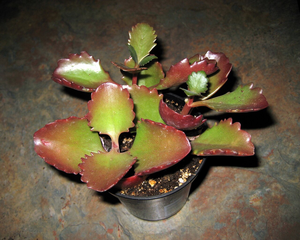 Kalanchoe longiflora: A small Kalanchoe longiflora cv. coccinea