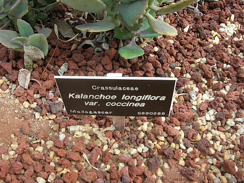 Kalanchoe longiflora: Crassulaceae Kalanchoe longiflora var. coccinea Madagascar G890285 i040707 095