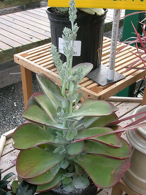 Kalanchoe luciae: Kalanchoe luciae Crassulaceae Paddle Plant from South Africa (Cape Province) Succulent modereate growing mounding plant bright light with some sun - tolerate he