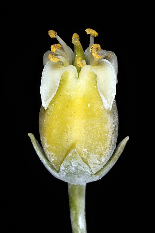 Kalanchoe luciae: Kalanchoe luciae , single flower removed from inflorescence to show shape and colour (some of the white powder that usualy covers the outside of the corolla tub