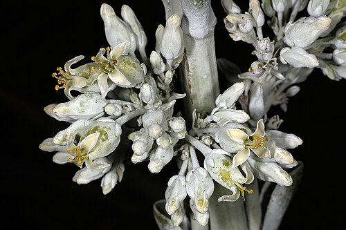 Kalanchoe luciae: Kalanchoe luciae , flowers; Durban Botanic Gardens, Durban, KwaZulu-Natal, South Africa