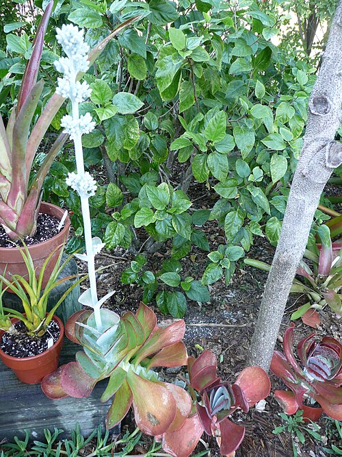 Kalanchoe luciae (Kalanchoe luciae)