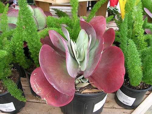 Kalanchoe luciae: Kalanchoe luciae Crassulaceae Paddle Plant from South Africa (Cape Province) Succulent modereate growing mounding plant bright light with some sun - tolerate he