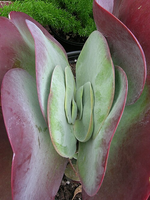 Kalanchoe luciae: Kalanchoe thyrsiflora Crassulaceae Paddle Plant from South Africa (Cape Province) Succulent Seen at Swanson's nursery, Seattle, Washington modereate growing mou