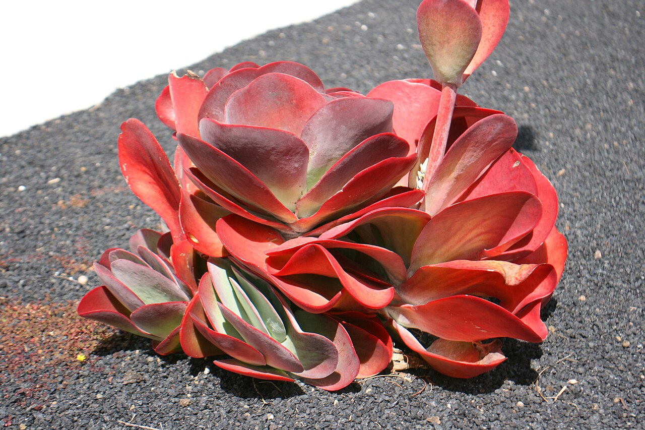 Kalanchoe luciae: Casa Museo del Campesino at road LZ-20 (close to Mozaga, Teguise) in San Bartolomé, Lanzarote, Canary Islands