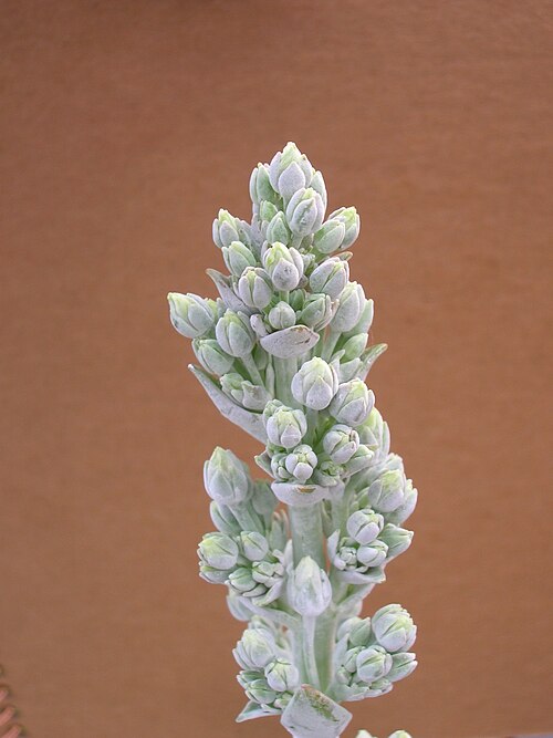 Kalanchoe luciae: Kalanchoe luciae Crassulaceae Paddle Plant from South Africa (Cape Province) Succulent modereate growing mounding plant bright light with some sun - tolerate he