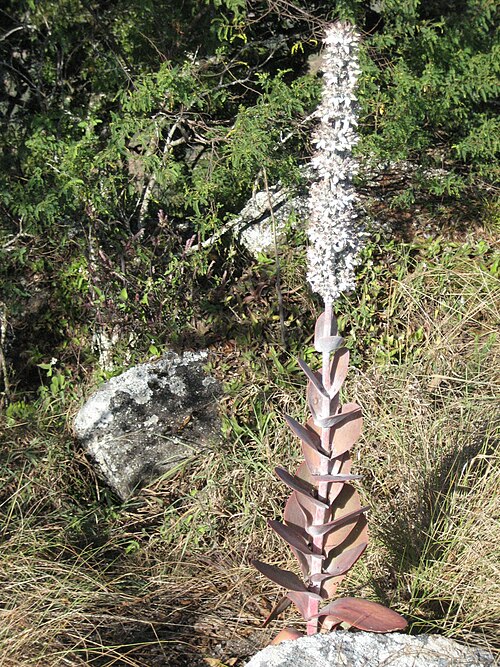 Kalanchoe luciae: On Mount Garuso in Central Mozambique.