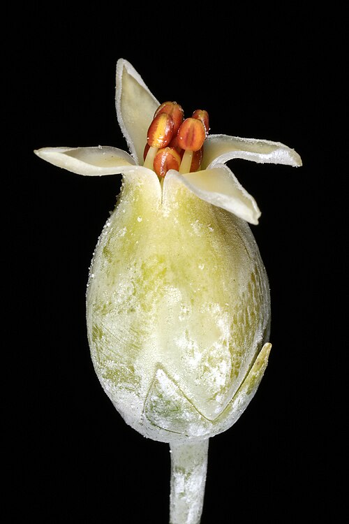 Kalanchoe luciae: Kalanchoe luciae , flower still in the process of opening; eventually the corolla lobes (petals) will curve downwards (compare with flower of Kalanchoe thyrsifl