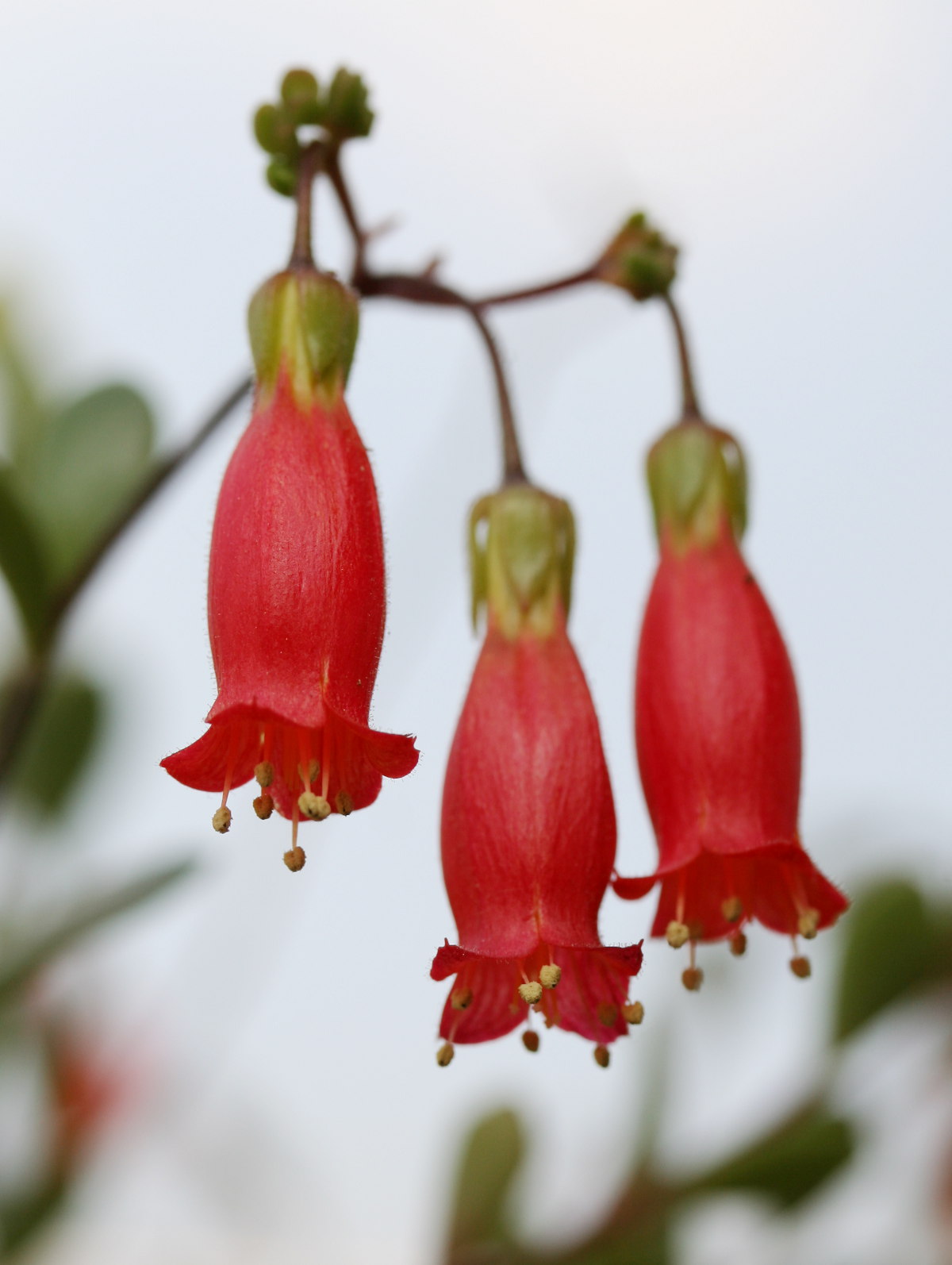 Kalanchoe manginii: Kalanchoe manginii bei Kakteen-Haage, Erfurt