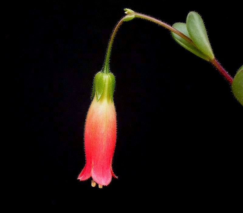 Kalanchoe manginii: Kalanchoe 'Tessa'