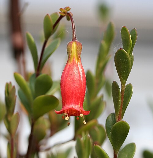 Kalanchoe manginii: Kalanchoe manginii bei Kakteen-Haage, Erfurt