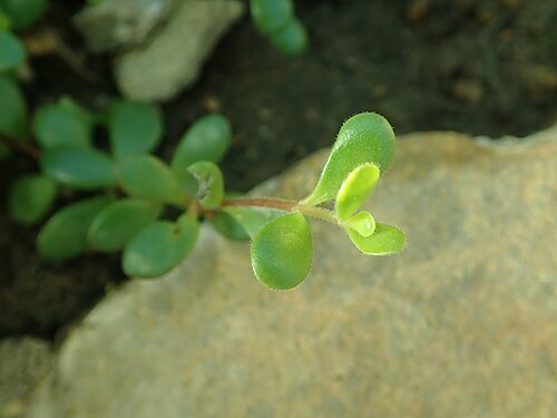 Kalanchoe manginii: Kalanchoe manginii , botanical garden in Berlin.